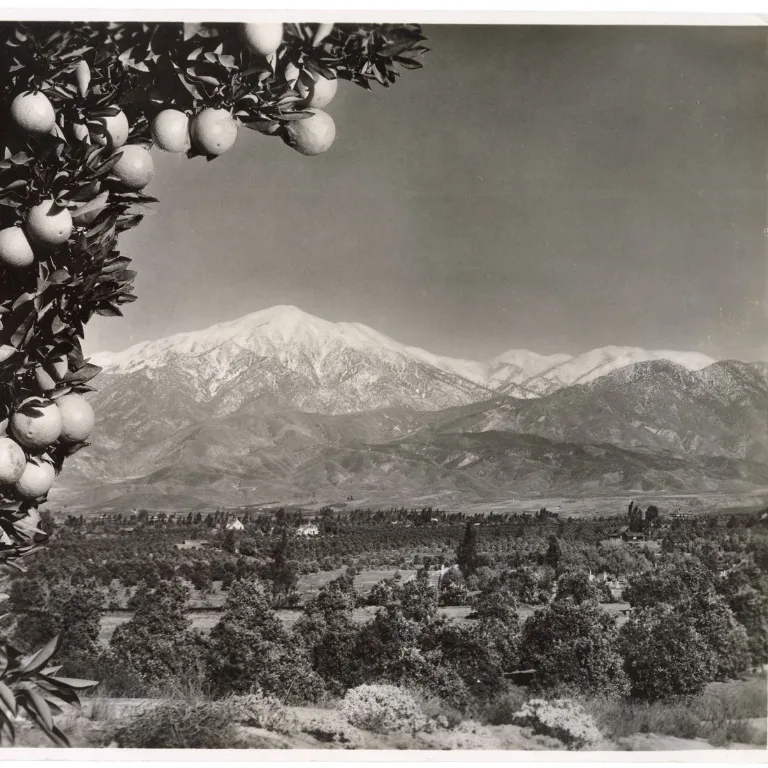 Vintage black and white photo of orange groves with snow-capped mountains in the distance